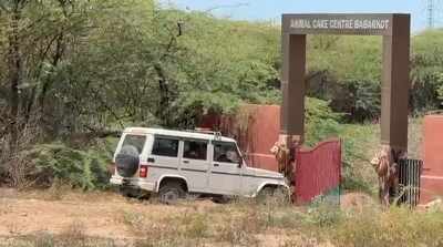 Lion on attack spree dies mysteriously in Jafrabad