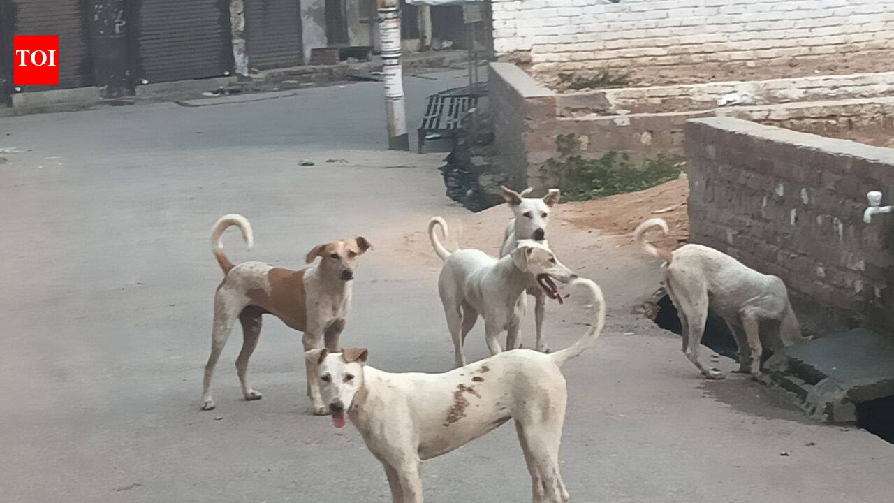 Manglaur grapples with stray dog menace; over 170 bite cases monthly