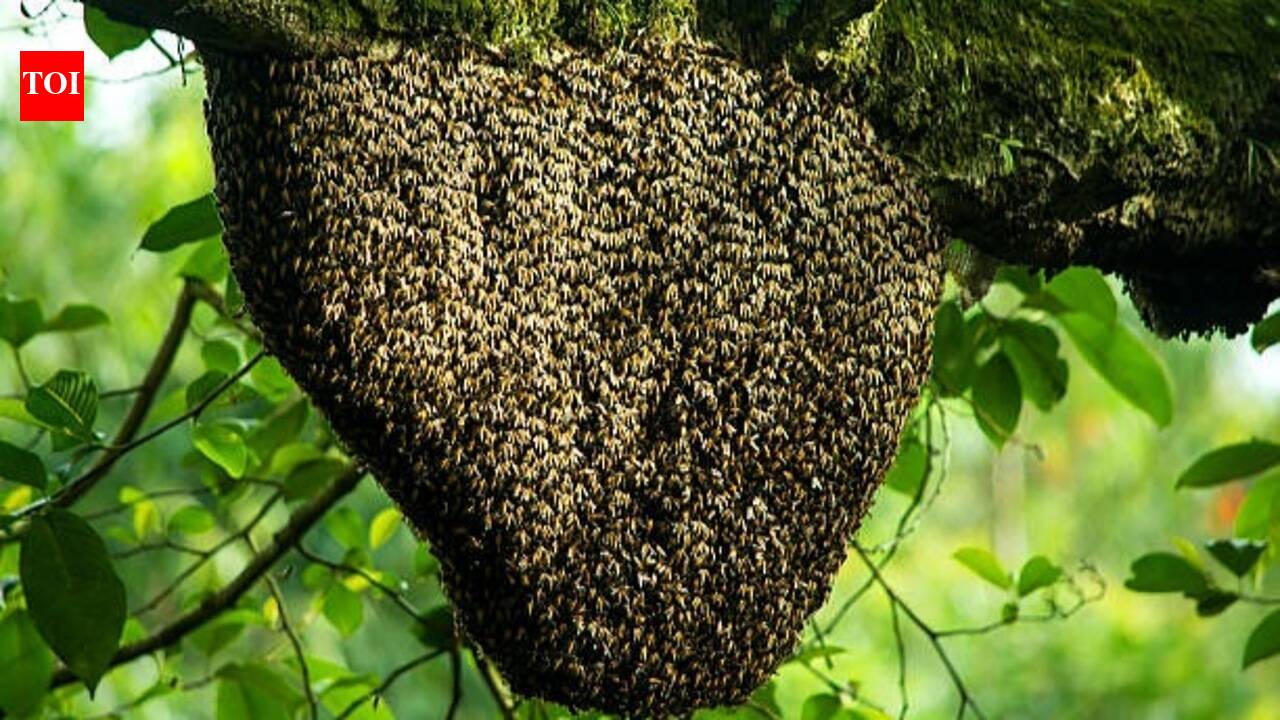 Found a beehive near your home: Here's what you should and shouldn't do