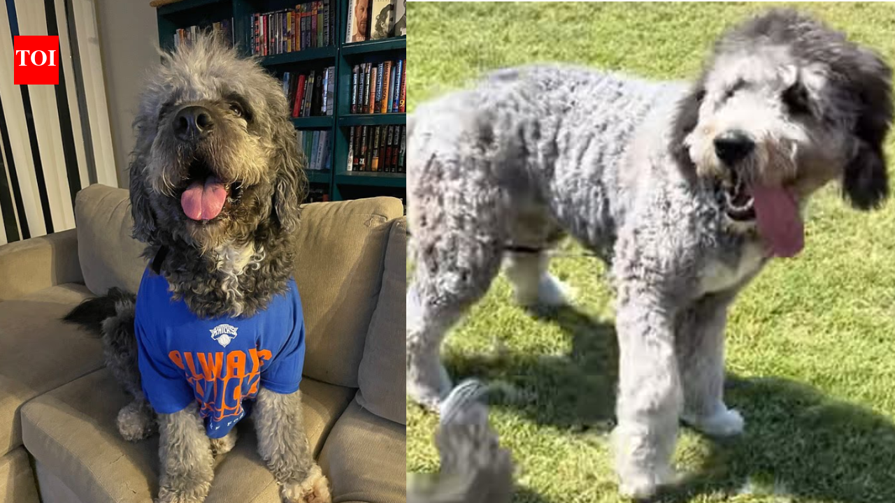‘Ain’t getting bit by that, bro’: Huge uproar after Los Angeles police kill pet dog minutes after family celebrates NBA Knicks win – video