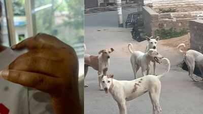 Fellow resident chases, thrashes feeder with stick in Noida’s Gaur City 2 over stray dogs