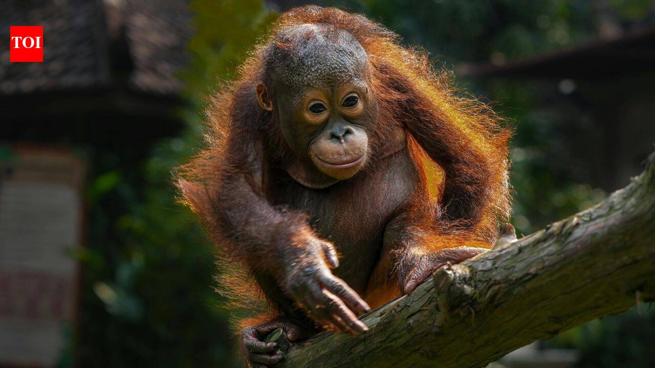 Early primates may have evolved in cold North America not tropical forests; study suggests
