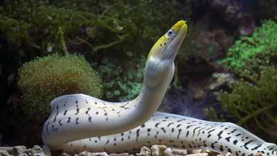 How animals build trust with other species: The surprising science behind nature’s unlikely partnerships