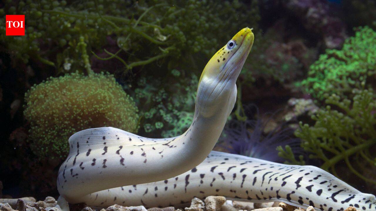How animals build trust with other species: The surprising science behind nature’s unlikely partnerships