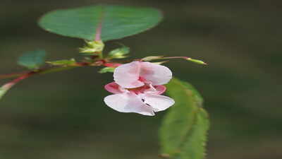 In 1839, Britain imported Himalayan balsam to Kew Gardens as a showy garden flower: 187 years later, the escaped invader weakens UK riverbanks every winter