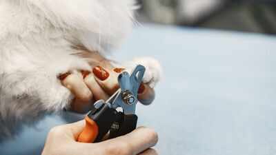 Can cutting nails make your pets upset and stressed