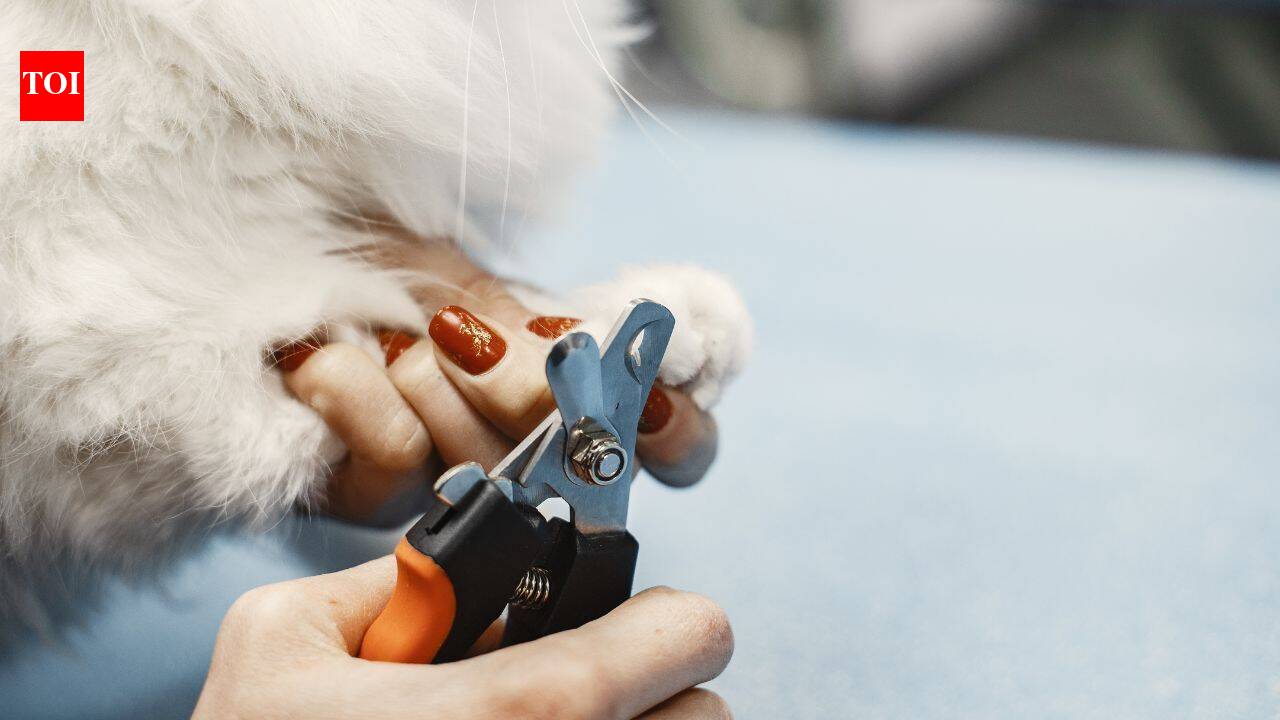 Can cutting nails make your pets upset and stressed