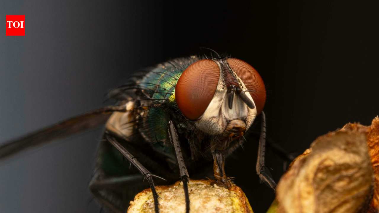 How sterile flies, AI surveillance and border controls are protecting North America from a flesh-eating parasite