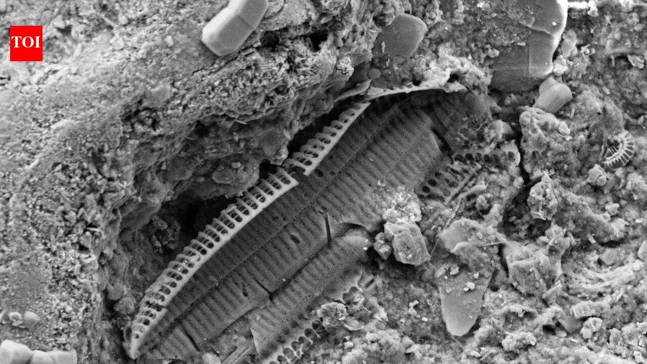What lies beneath Omaha Beach: Microscopic WWII shrapnel found in sand reveals the land still carries the memory of war