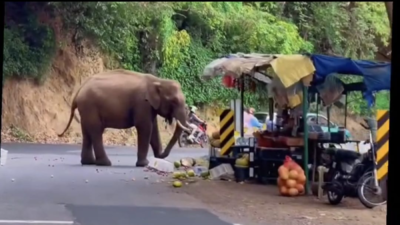 Wild elephant ransacks stall, feasts on jackfruits near Coonoor