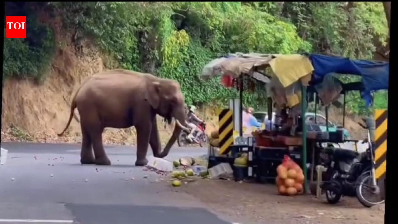 Wild elephant ransacks stall, feasts on jackfruits near Coonoor