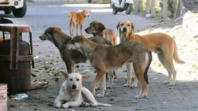 Madras high court seeks report from Tamil Nadu, Puducherry on steps taken to tackle stray dog menace<sup></sup>