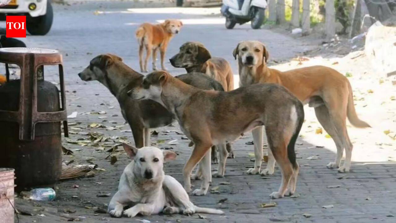 Madras high court seeks report from Tamil Nadu, Puducherry on steps taken to tackle stray dog menace