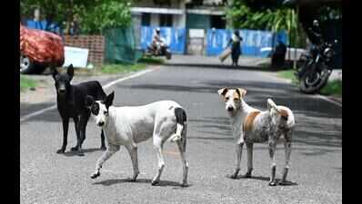HC to monitor action on SC order on stray dog issue