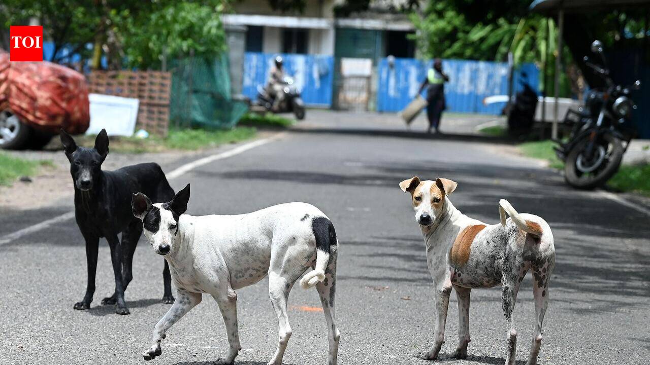 HC to monitor action on SC order on stray dog issue