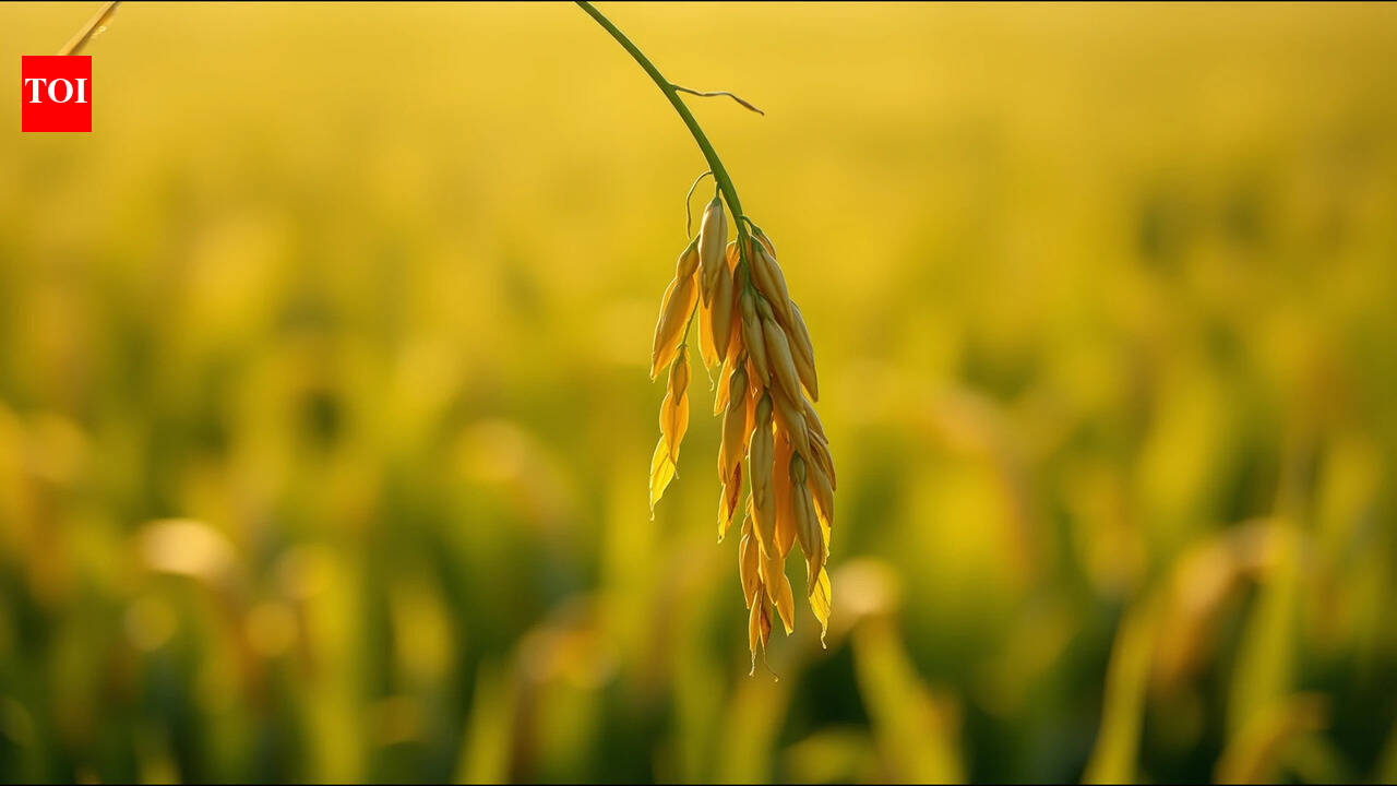 Malay proverb of the day on humility and resilience: Follow the nature of the rice plant; the more grains it bears, the lower it bows