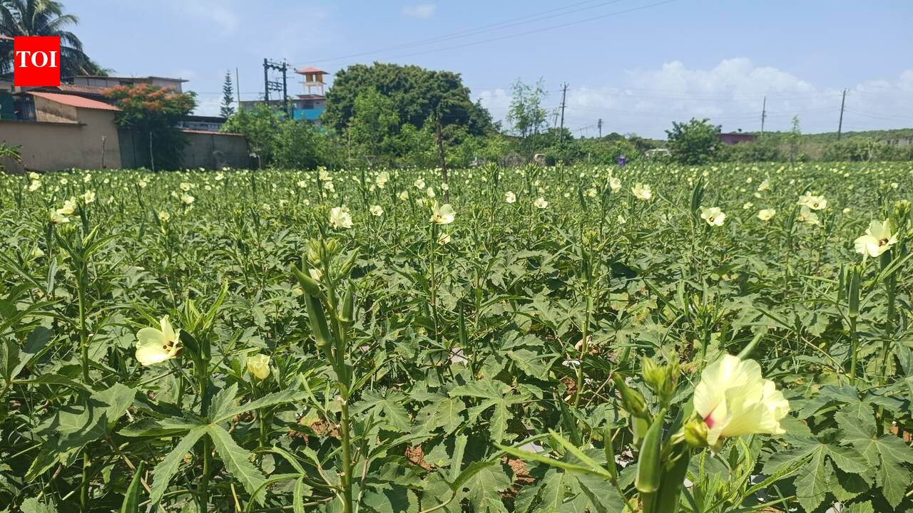 In remote Paliem, two brothers carry out one of the largest single-plot ladyfinger cultivation