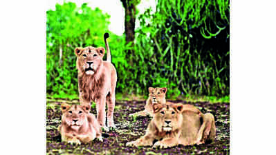 Roar to preserve Gir’s future gets louder