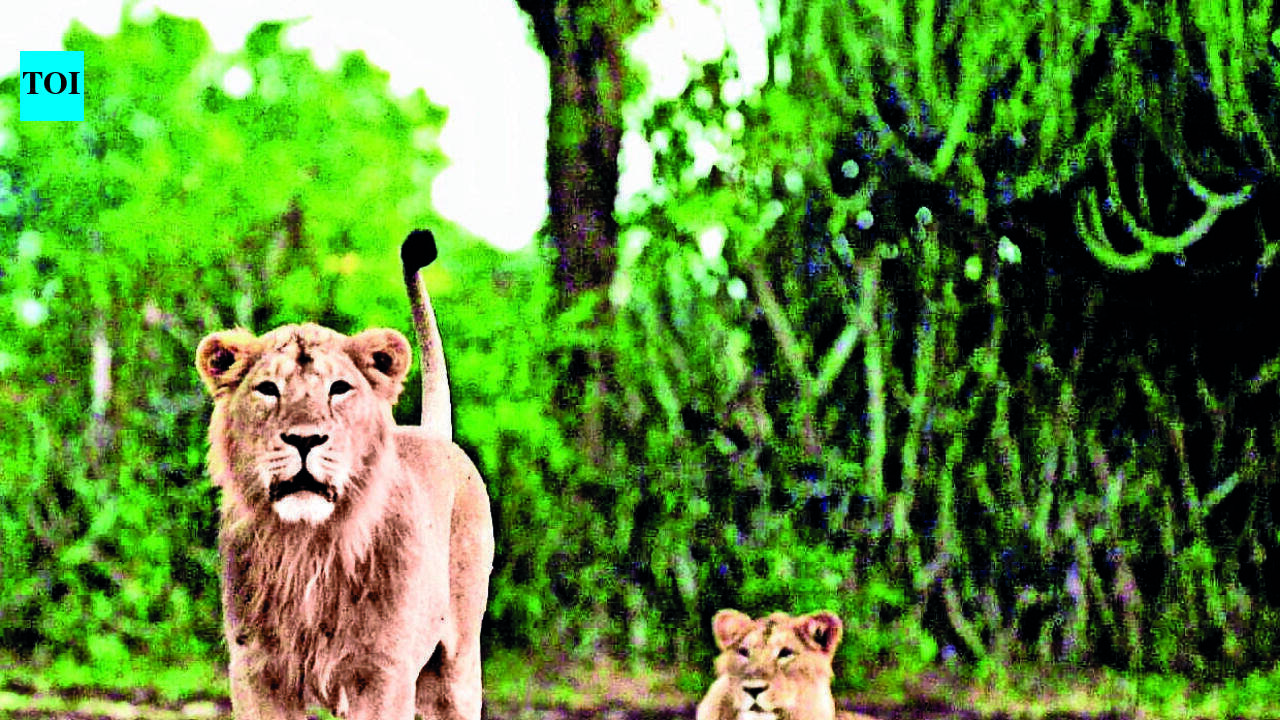 Roar to preserve Gir’s future gets louder