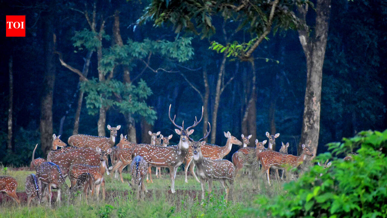 18 Similipal STPF personnel to receive arms training