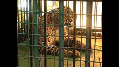 Junnar forest dept captures 51 leopards in 7 months