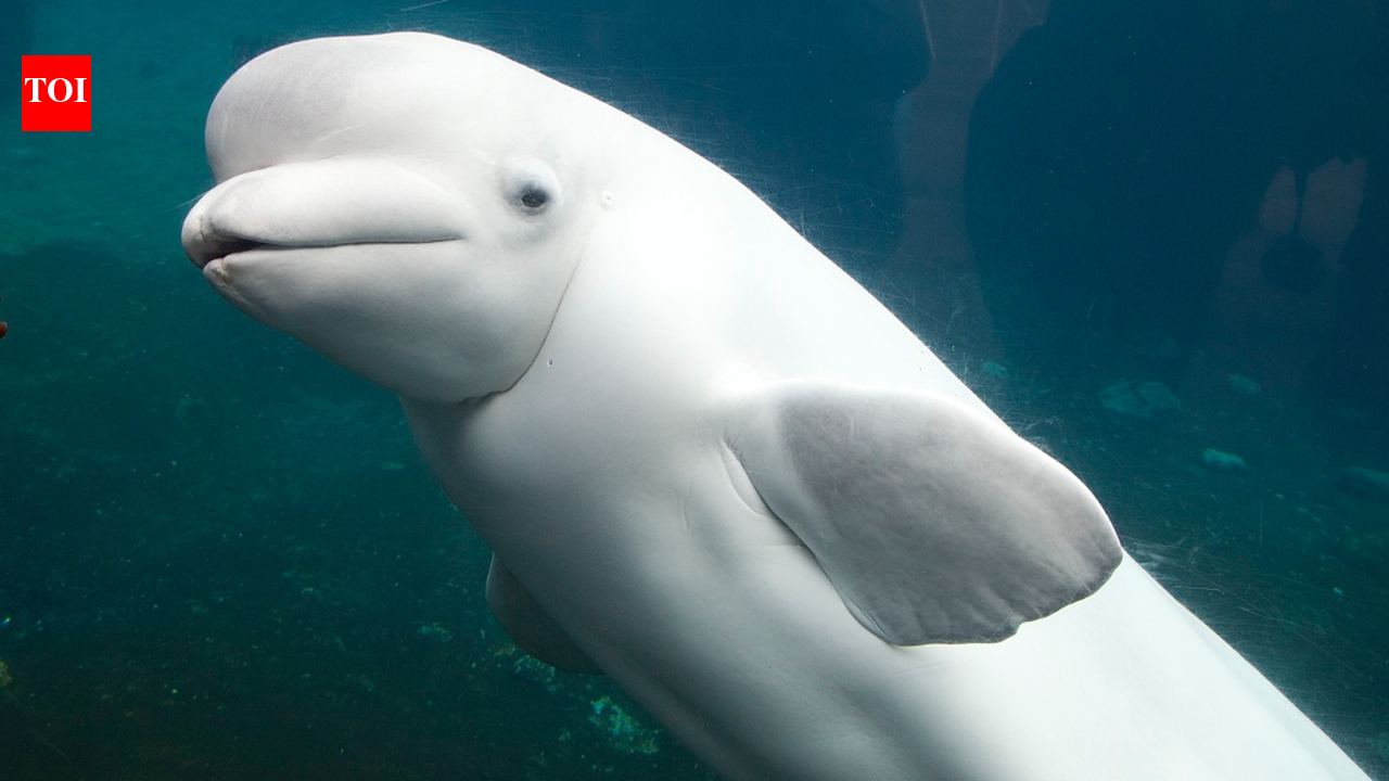 600 Arctic beluga whales reveal a hidden mating strategy that helps prevent inbreeding and boost survival