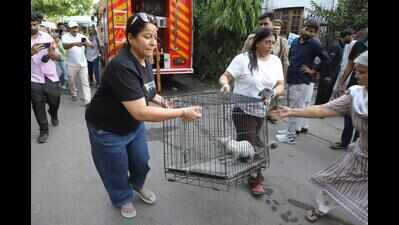 Hearts break as pets perish in blaze