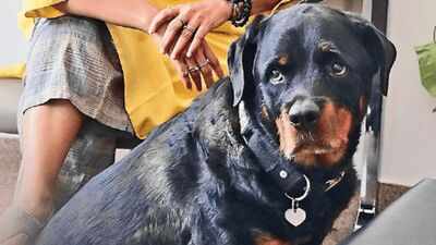 Meet Bud, the therapy dog no one expects