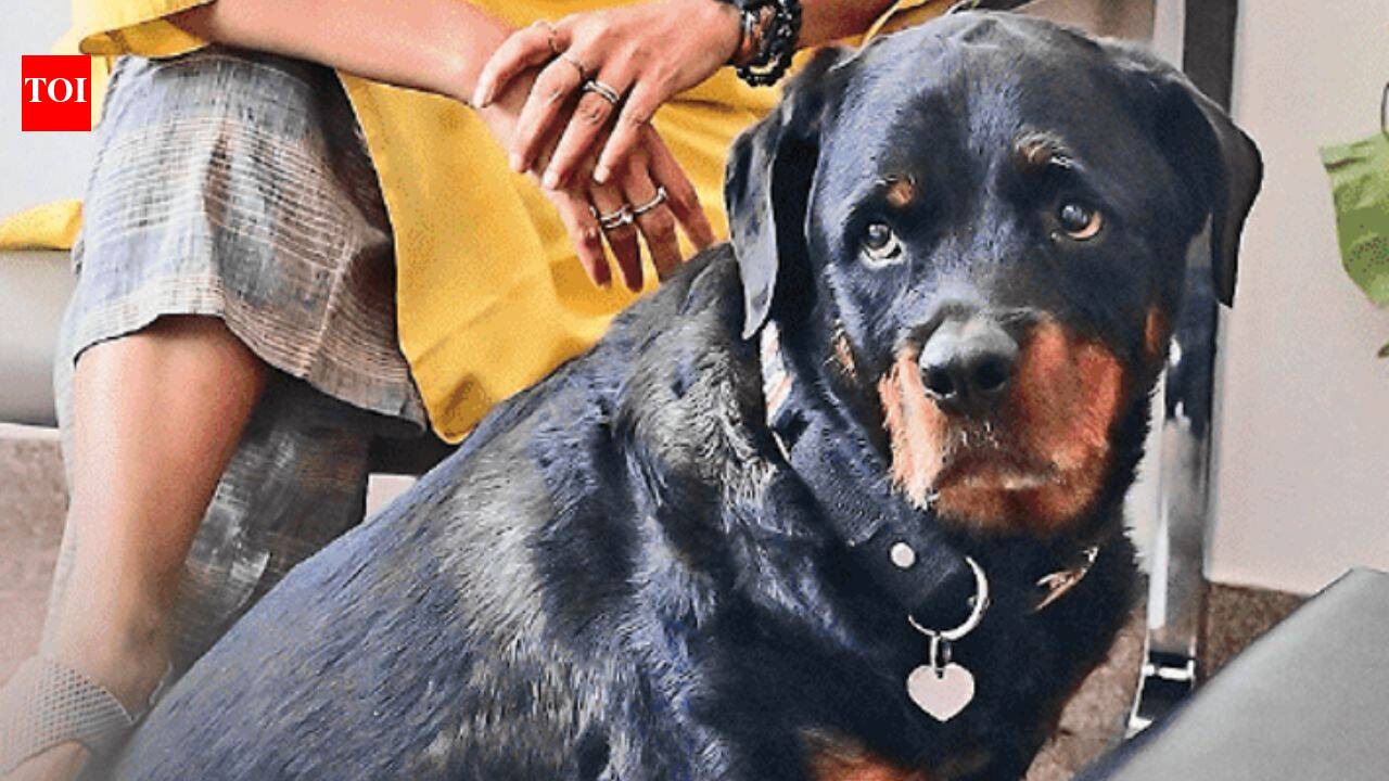 Meet Bud, the therapy dog no one expects