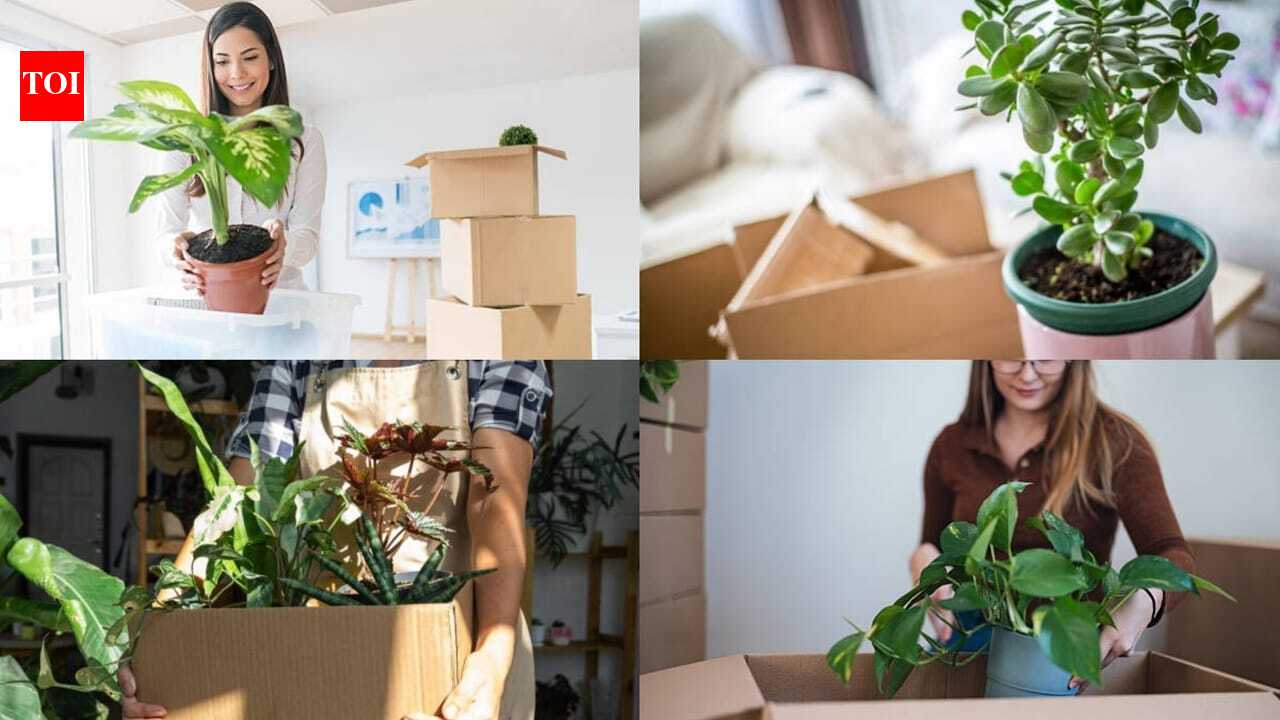 Moving house? Here's how to help your plants survive the transition