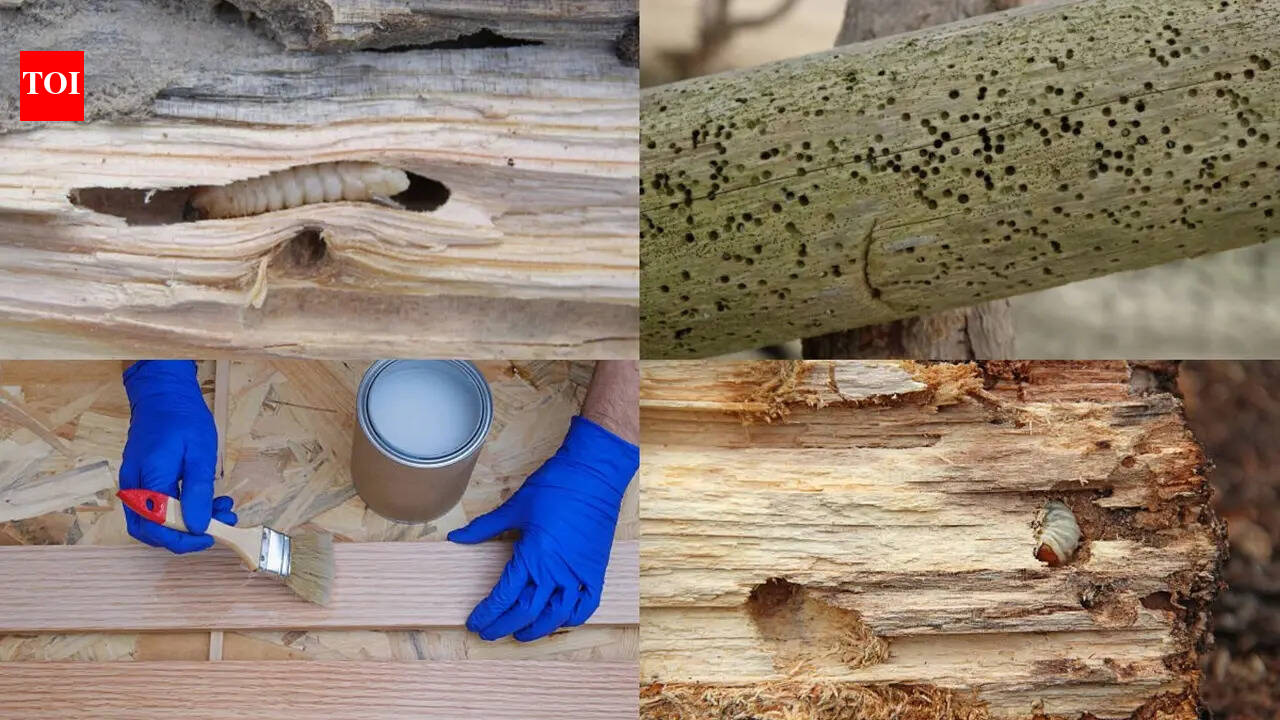 Woodworm alert: 7 signs and prevention tips every UK homeowner should know