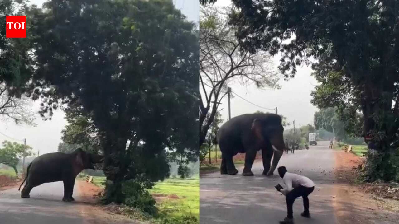 Giant wild elephant plucks mangoes from a tree, viral video leaves internet amazed; Watch