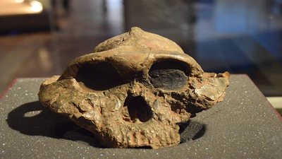 In 1969, Richard Leakey explored the gullies of Koobi Fora and uncovered skull fragments that pushed early human history deeper into the past