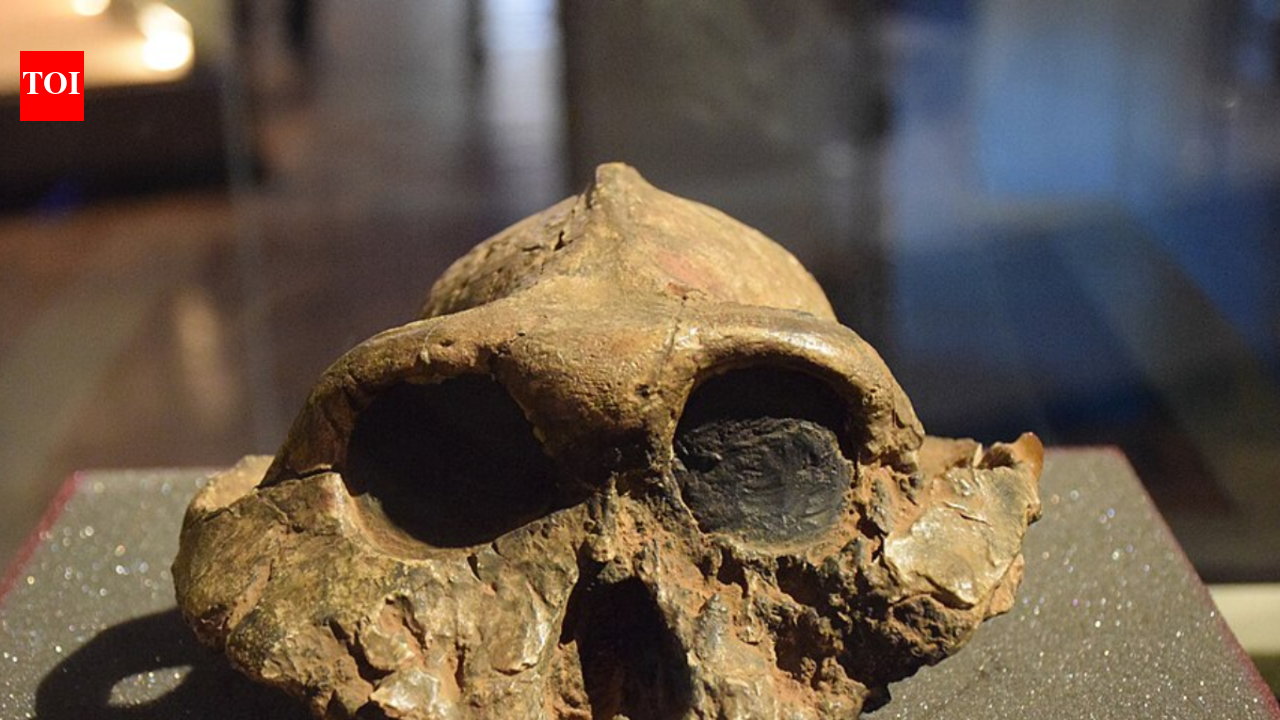 In 1969, Richard Leakey explored the gullies of Koobi Fora and uncovered skull fragments that pushed early human history deeper into the past