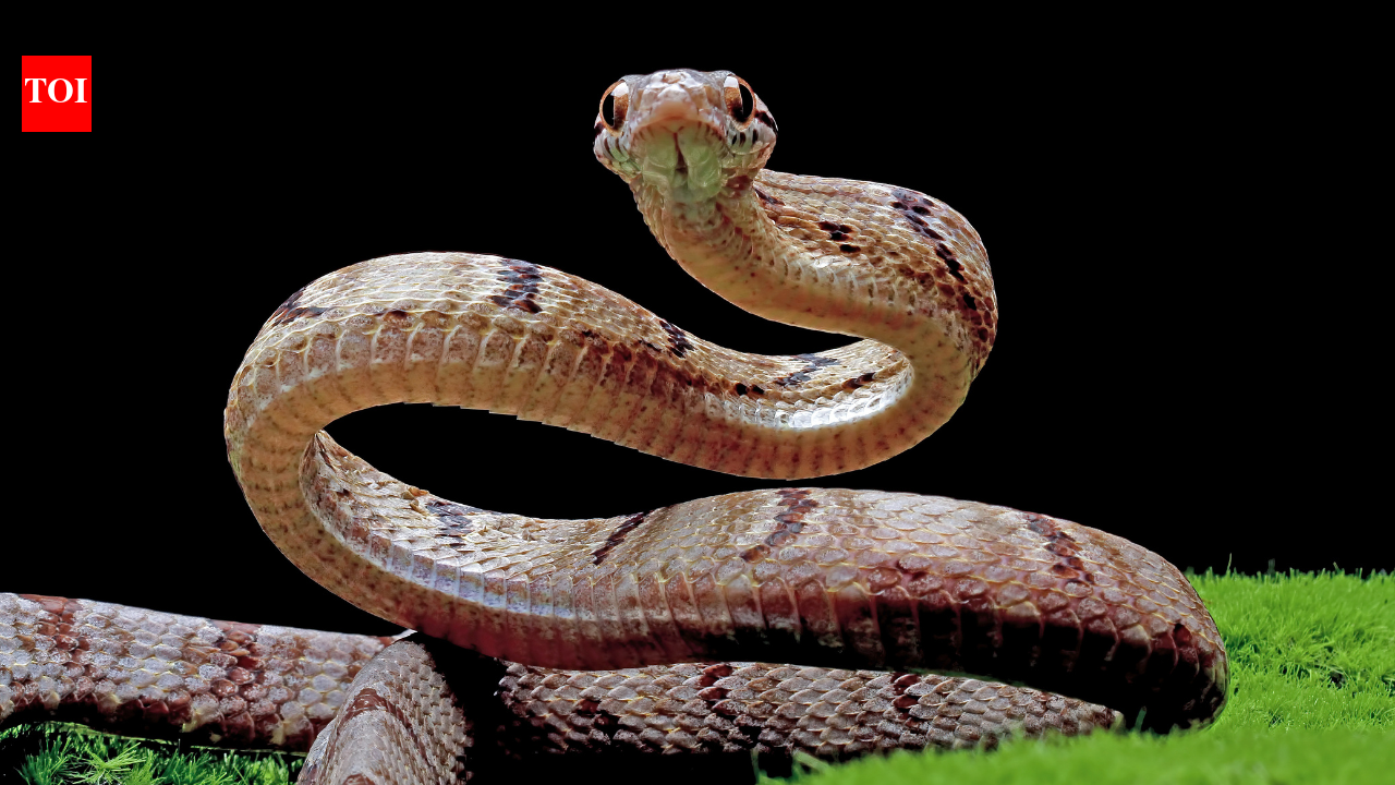6 most snake-filled bodies of water in Illinois and the species you're most likely to spot
