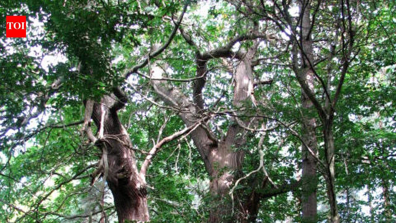 In 1904, chestnut blight was first reported at a New York zoo: By 1950, it had killed 4 billion American chestnut trees across the East