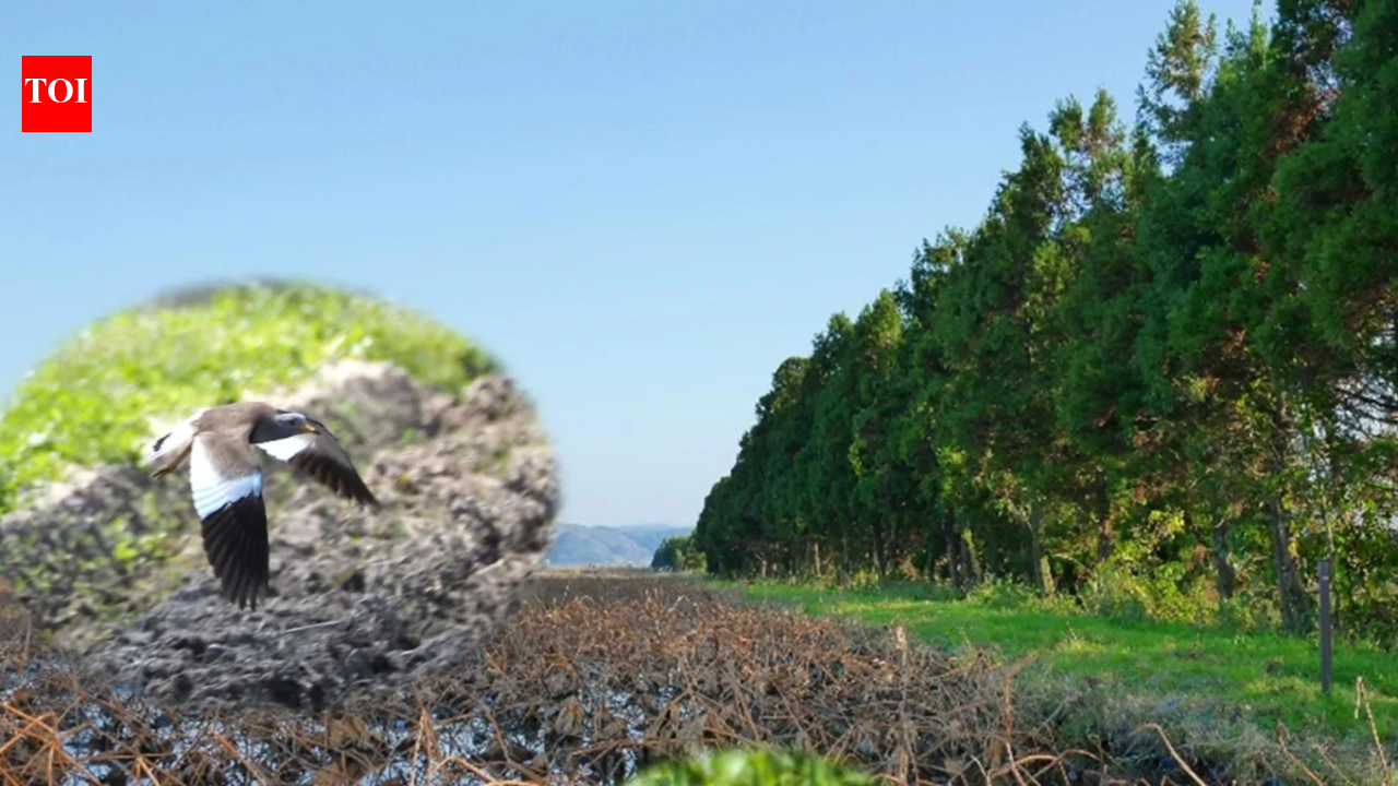 More trees can mean fewer birds: Scientists planted trees to help nature, but grassland birds became over 70% rarer near new shelterbelts, exposing a conservation paradox few people expect