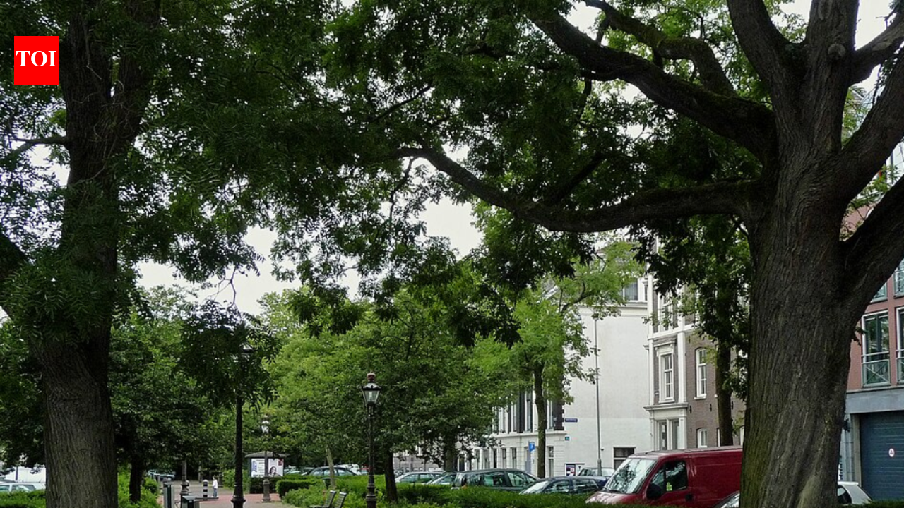 Scientists found urban trees can increase heat stress in some tropical neighborhoods downwind as humidity may outweigh cooling benefits