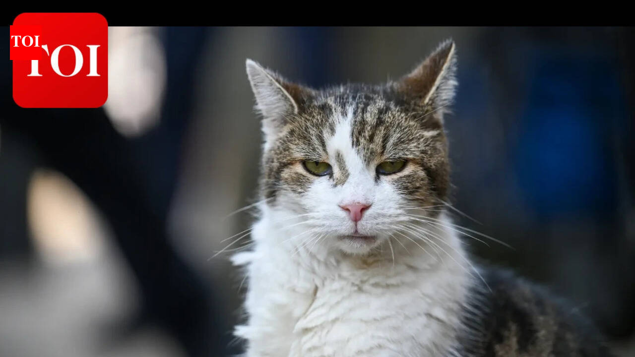 The family cat may be ageing more like humans than anyone realised, and scientists say the similarities appear deep inside the brain