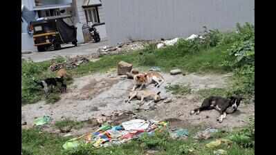 Dog killed in crude bomb blast in Davanagere