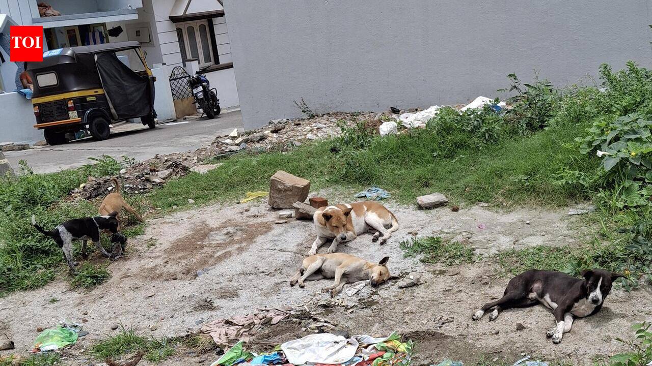 Dog killed in crude bomb blast in Davanagere