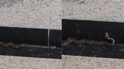 Mumbai Metro scare: Deadly Russell’s viper found curled up at BKC station