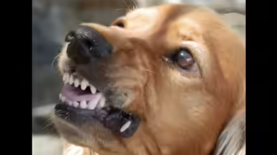Rabid dog bites 12 people in Hosur