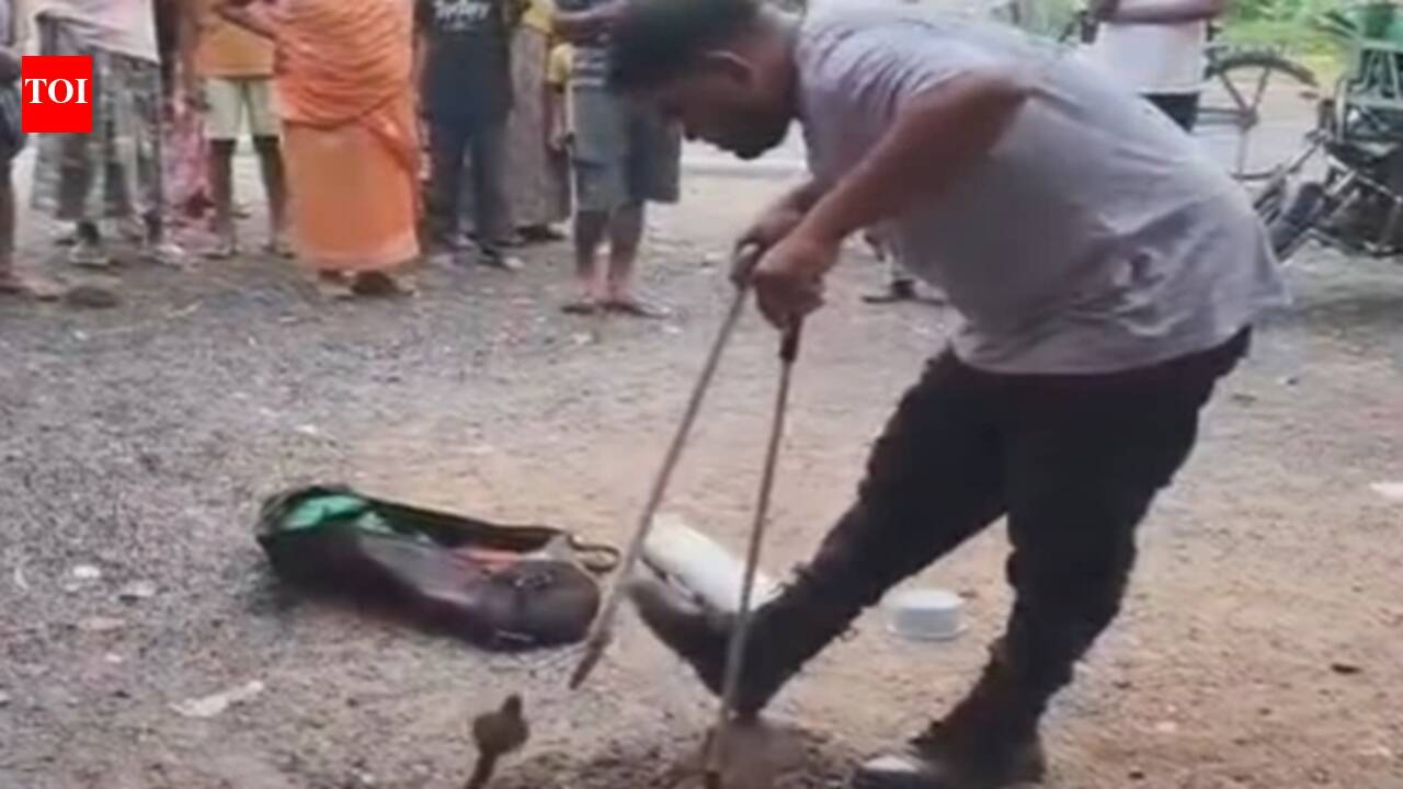 Cobra gets stuck in burrow, rescued