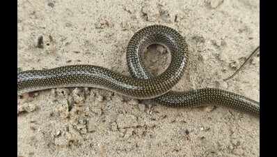 DTR records UP’s 1st photographic evidence of twin-spotted wolf snake