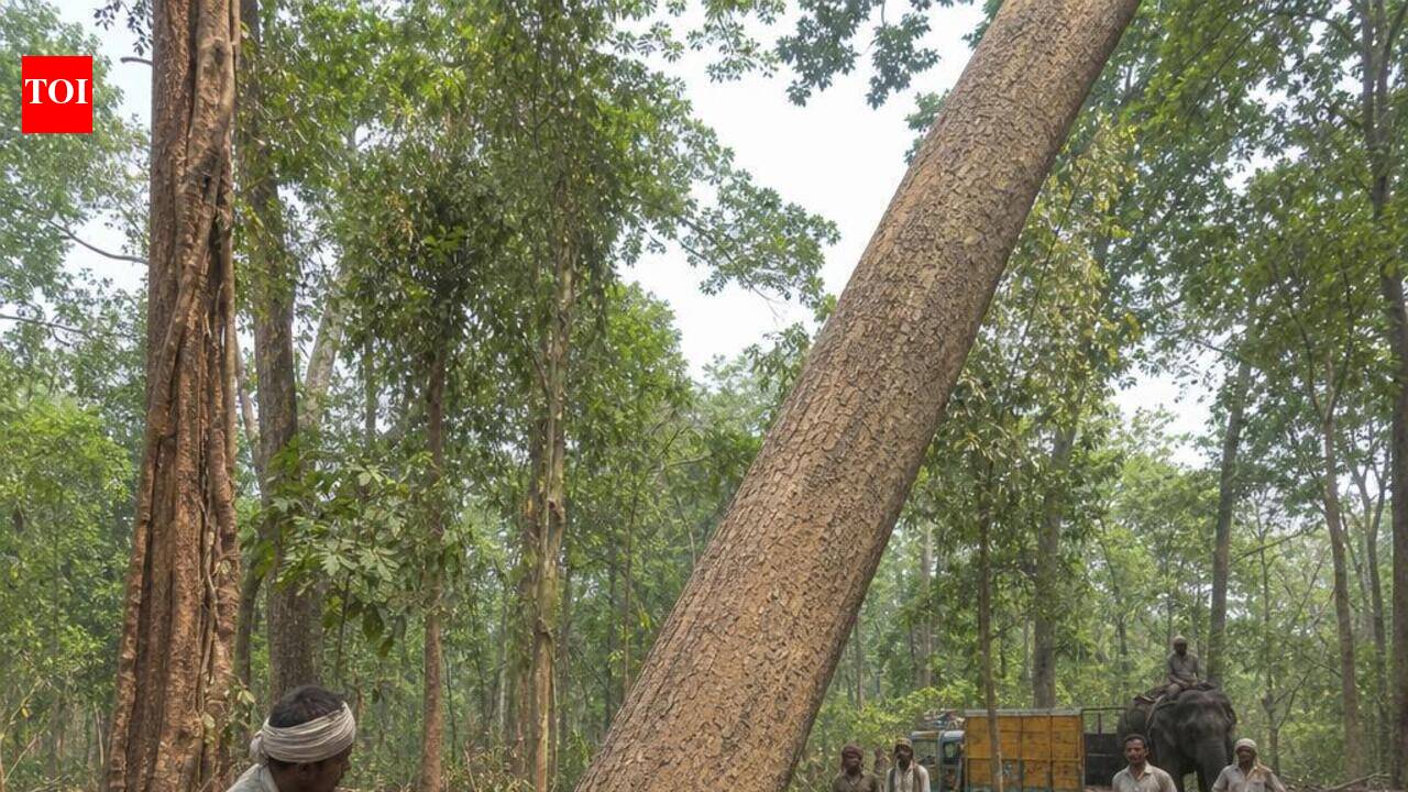 NGO seeks to stop move for large-scale tree felling in Kodassery forest