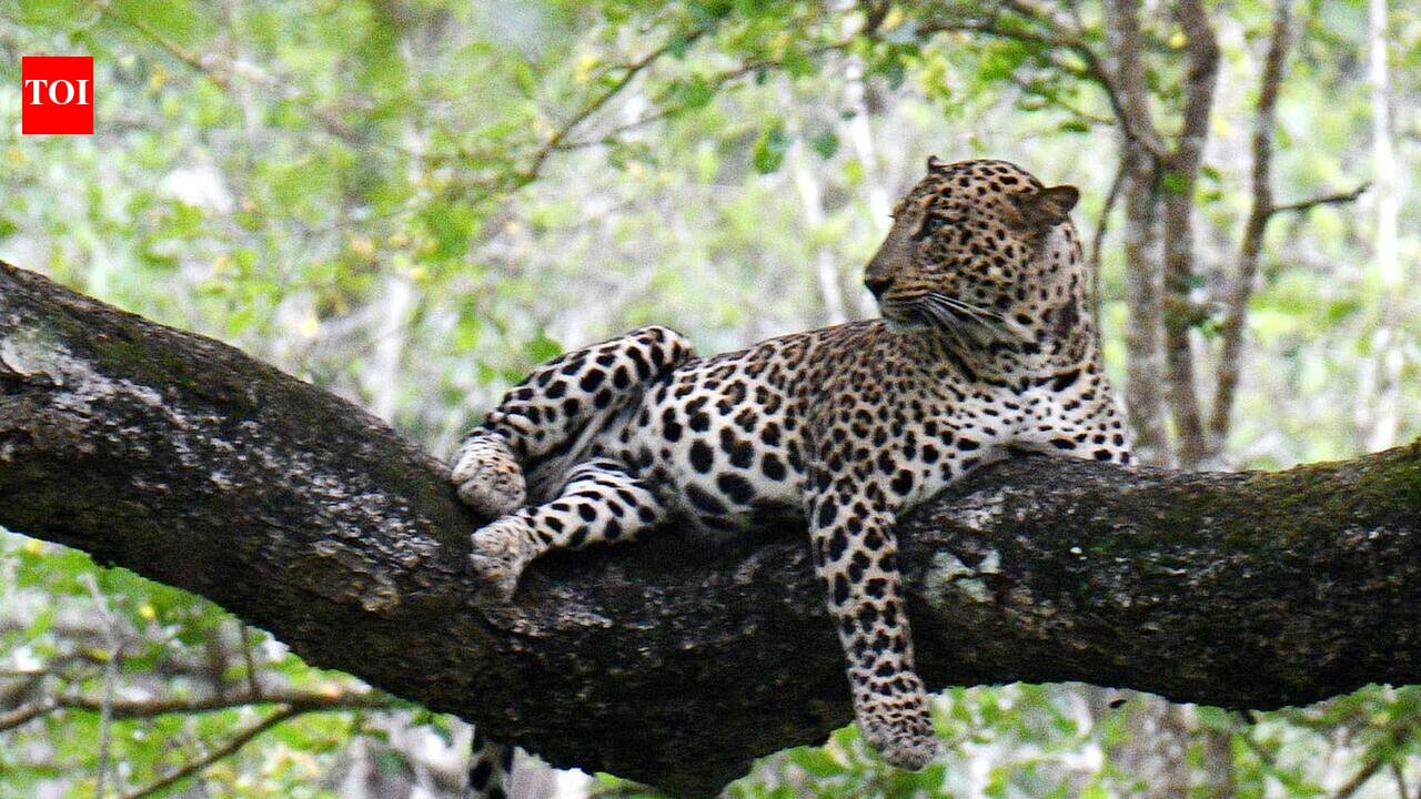 Residents report leopard sighting after pet dog killed