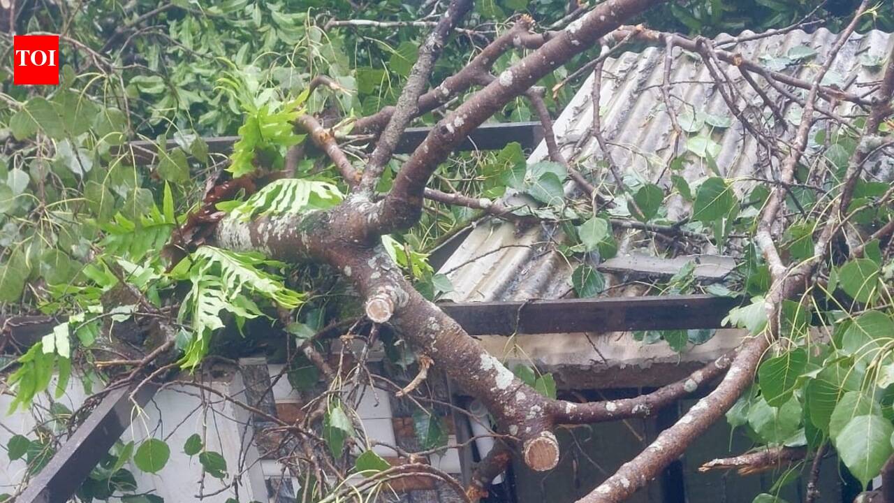 Tree falls, property damage and power outages at Sattari