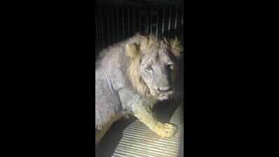 Rabid twist to Jafrabad motorcyclist’s ‘lion attack’ death