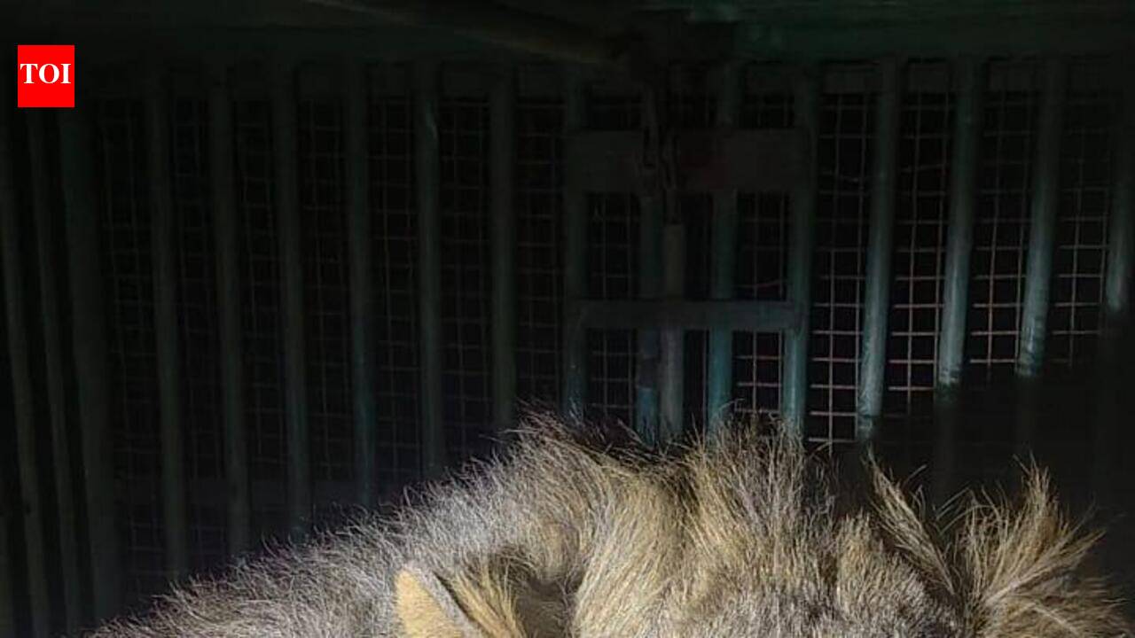 Rabid twist to Jafrabad motorcyclist’s ‘lion attack’ death